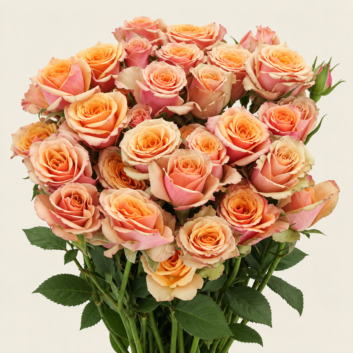 Rosa Spray Antiqua