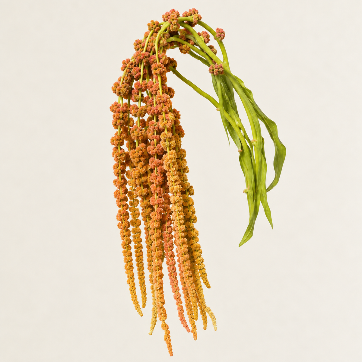 Bronze Amaranthus