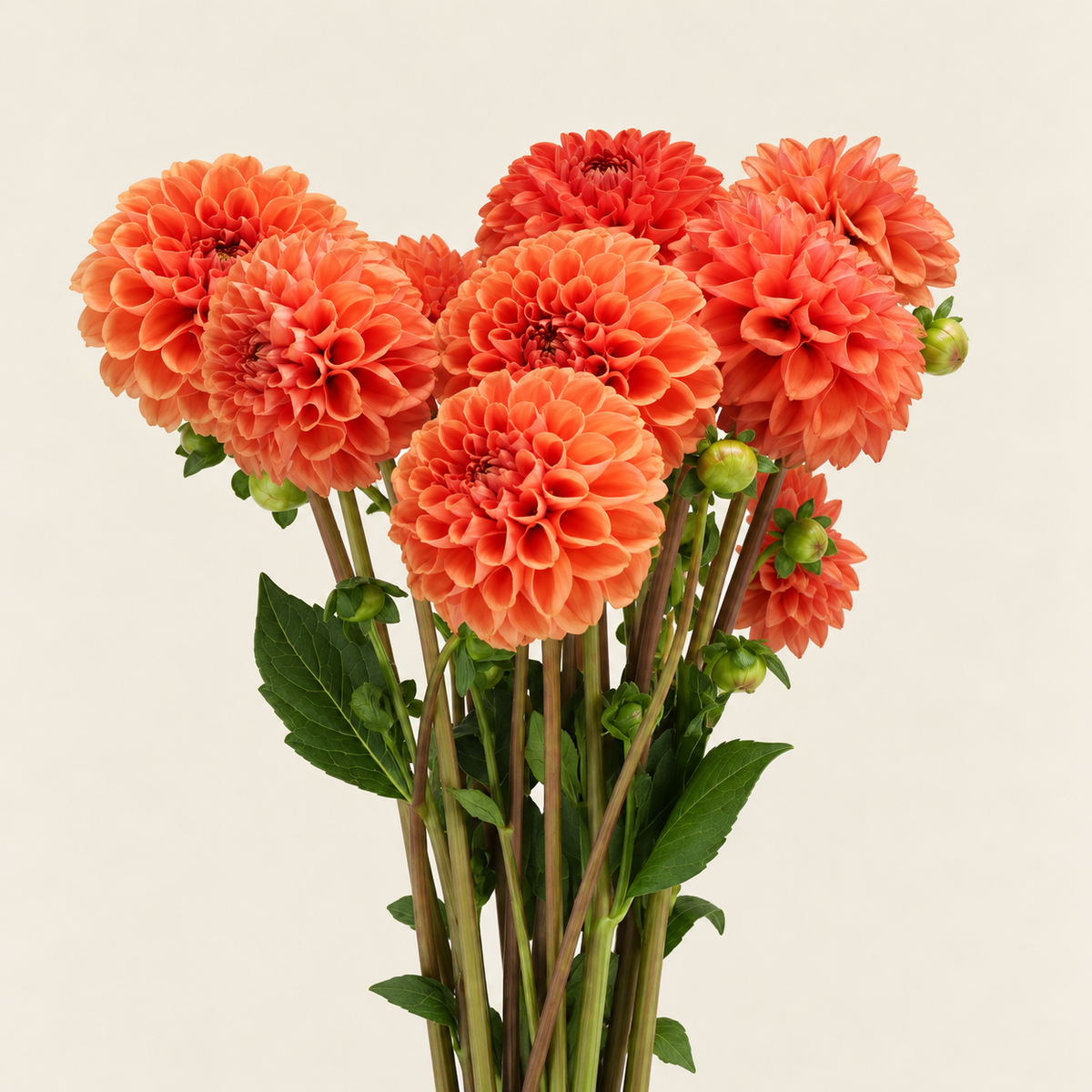 Orange Dahlia