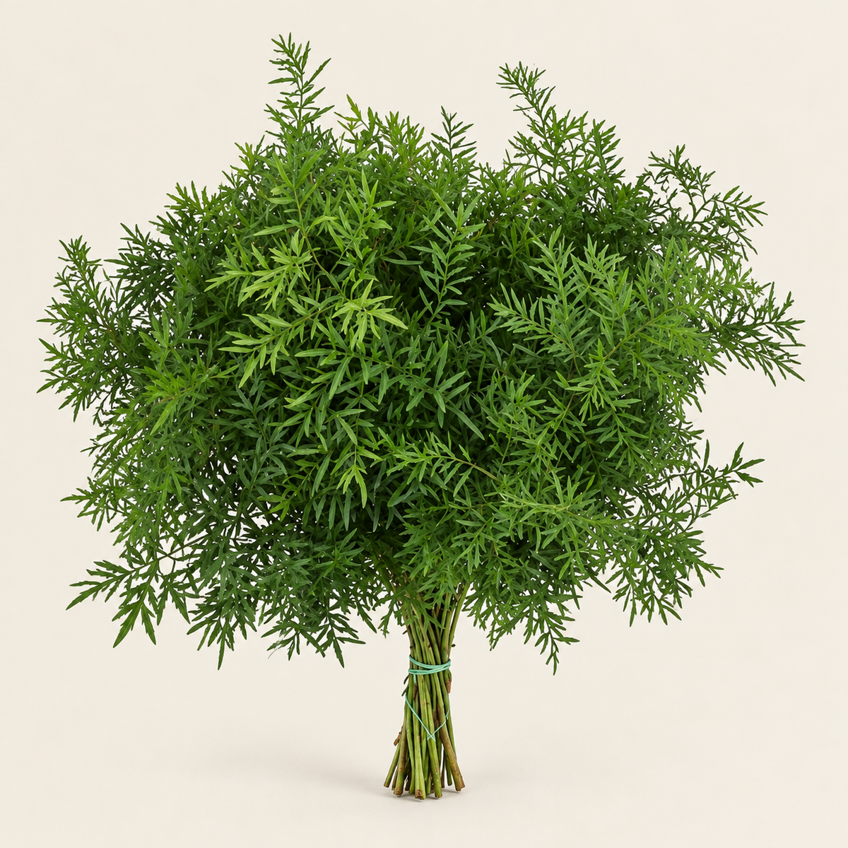 Asparagus Cwebe