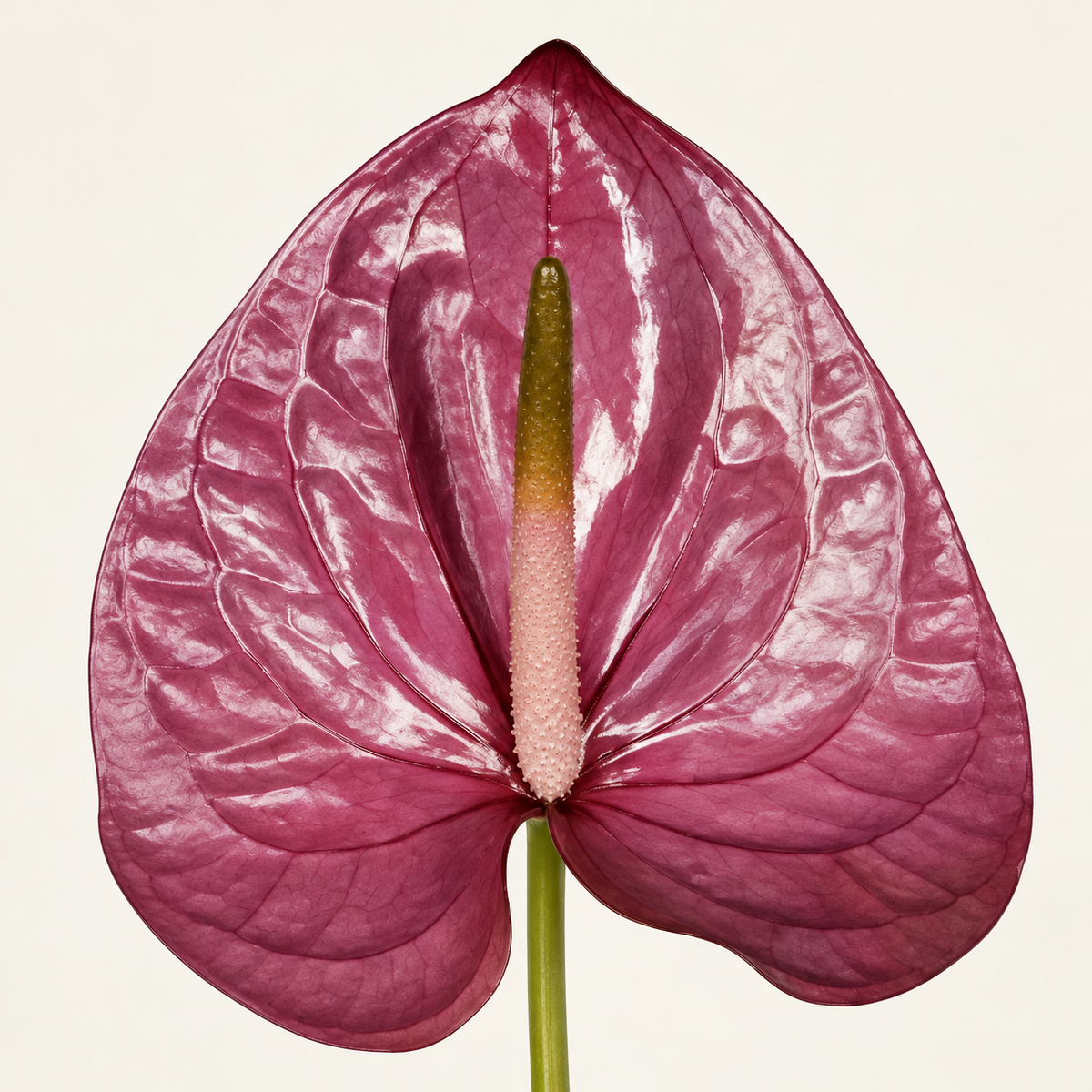 Plum Anthurium