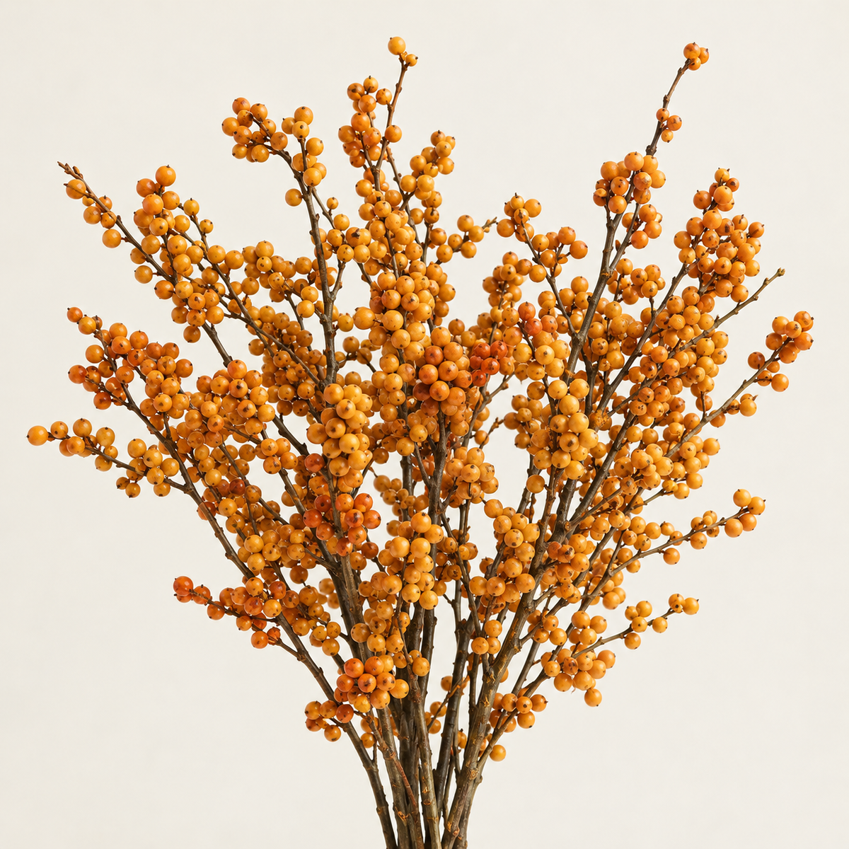 Golden Ibex Berry