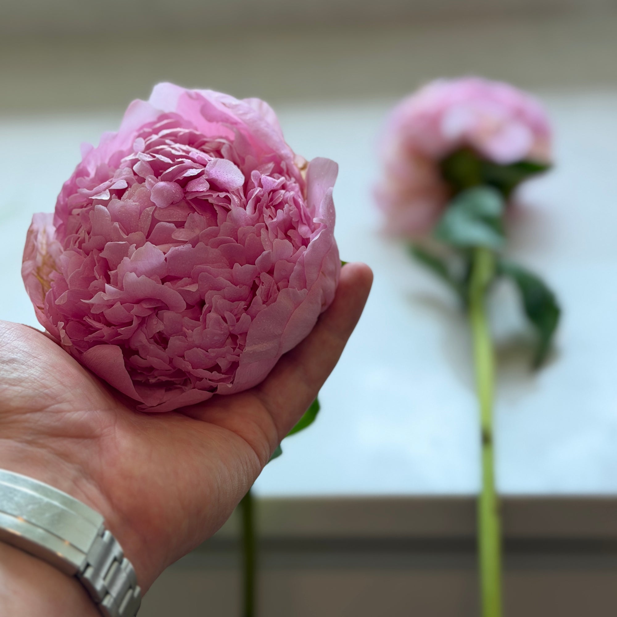 Pointer & Peony Digital Gift Card