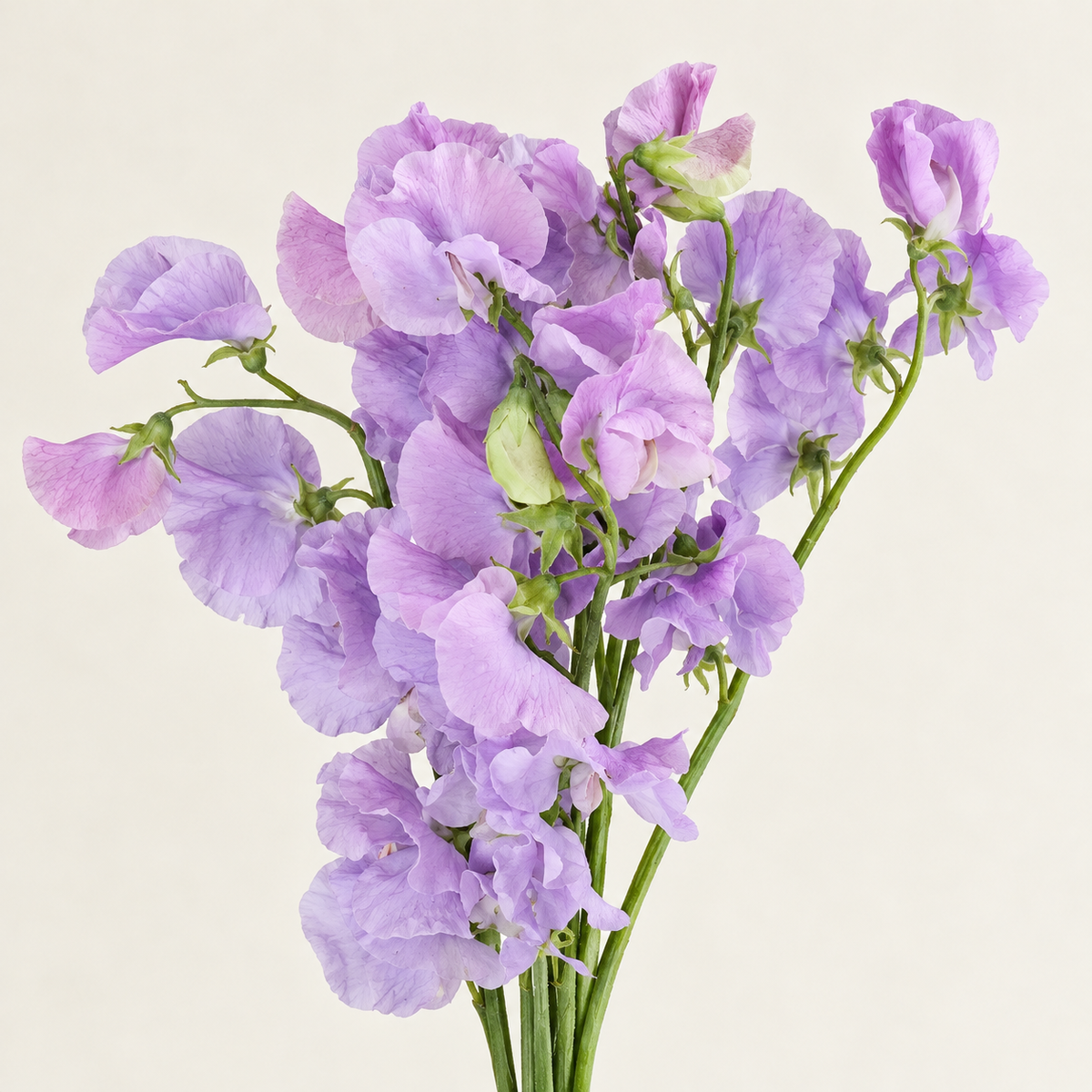 Lavender Sweet Pea