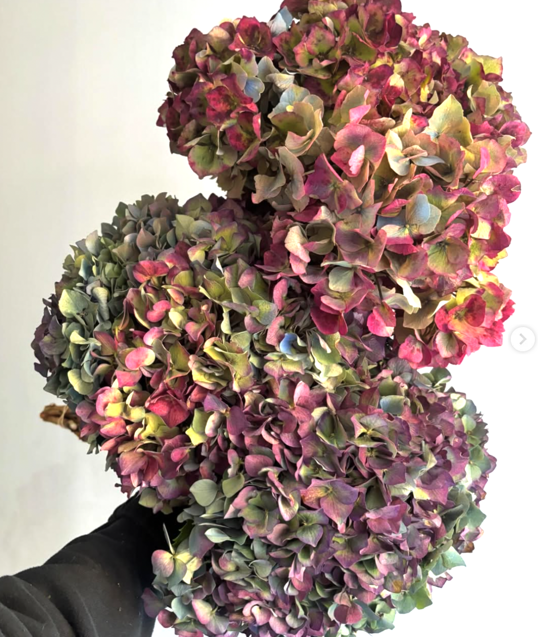 Antique Hydrangea