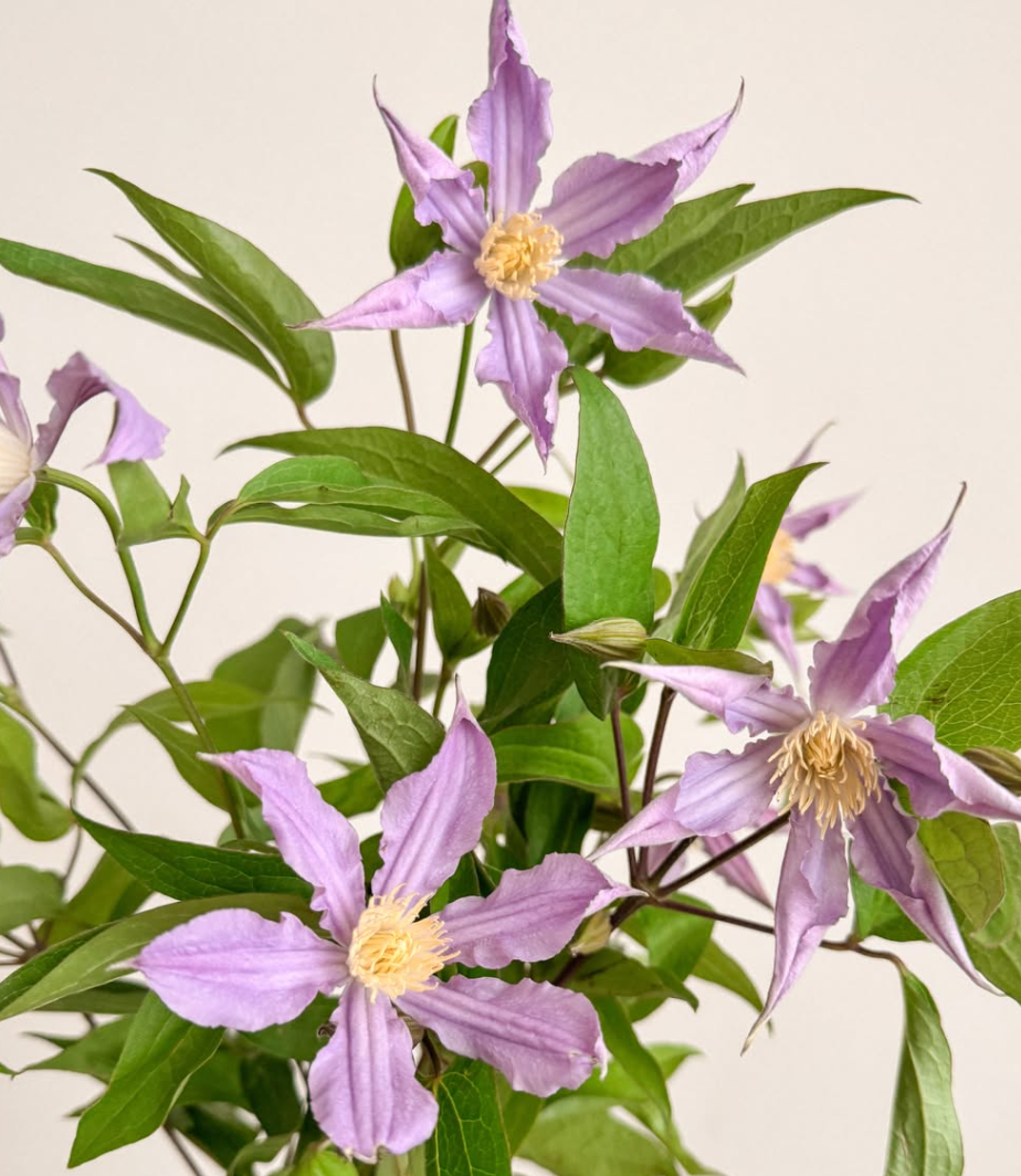 Purple Clematis Vine