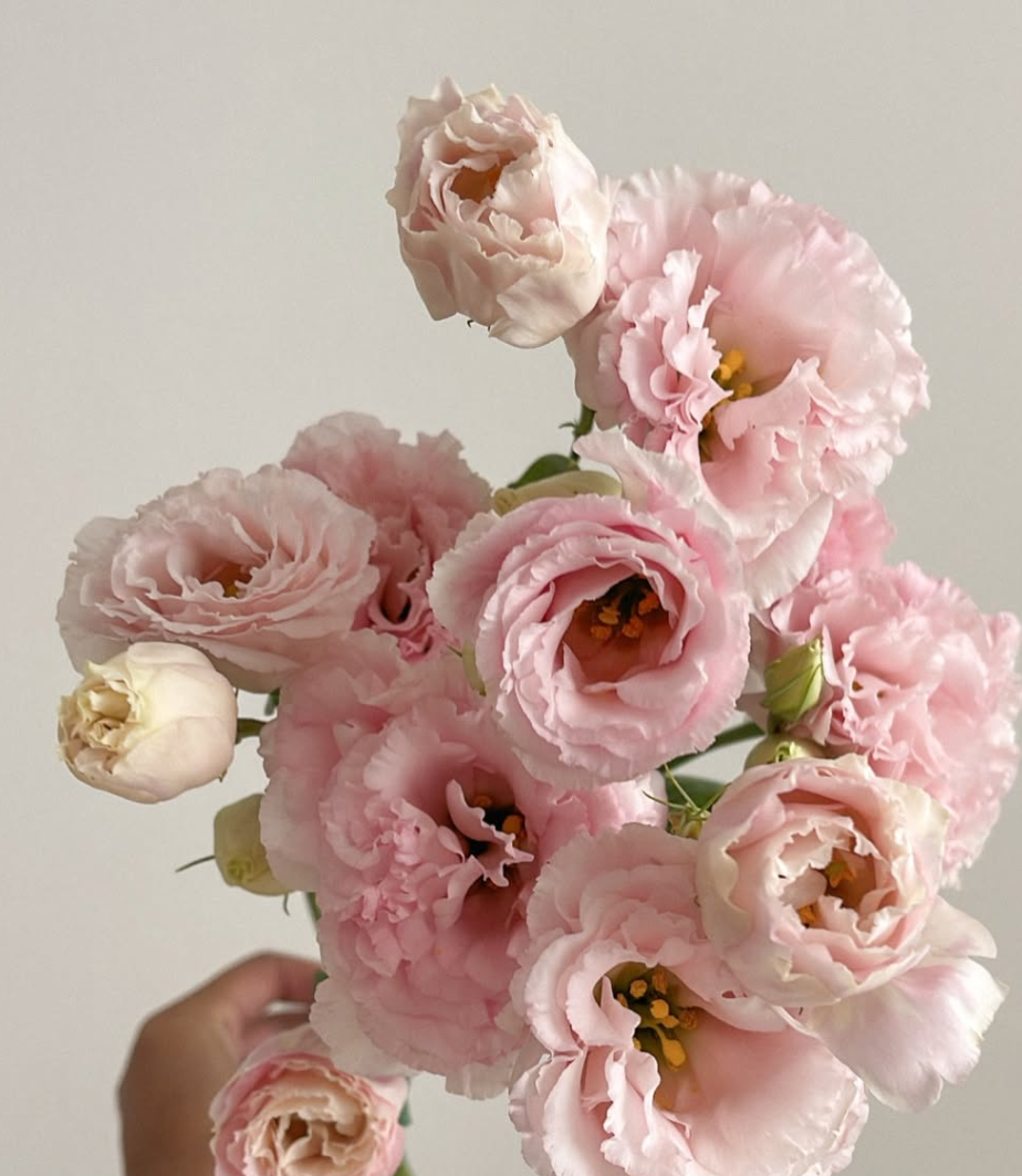 Pink Lisianthus