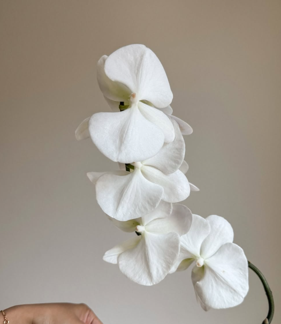 White Phalaenopsis Orchid