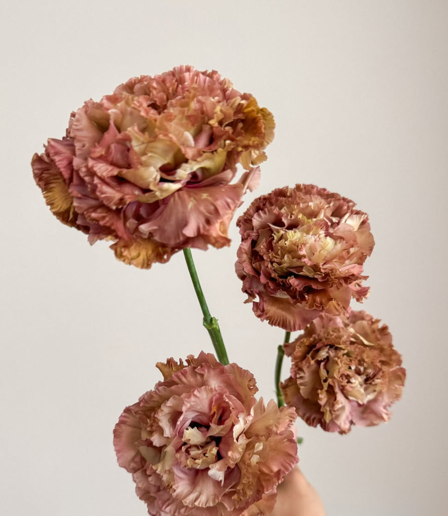 Light Brown Lisianthus