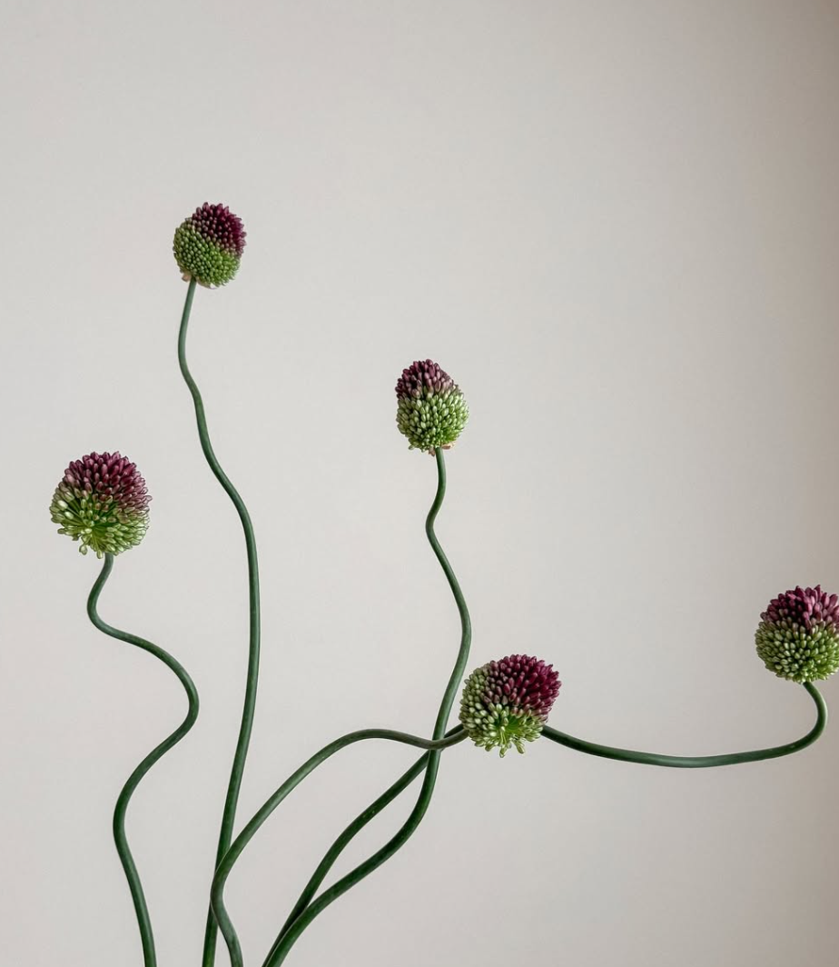 Purple Allium
