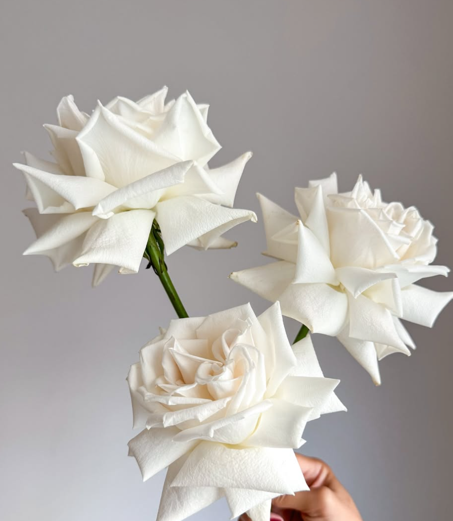 White Rose