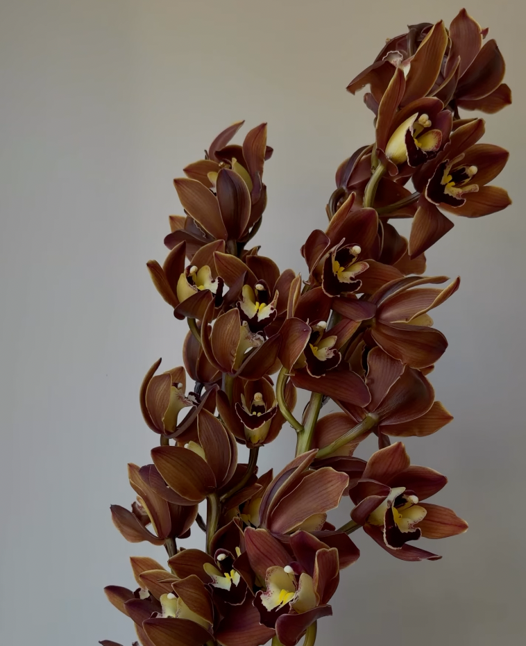 Autumn Orange Cymbidium Orchid